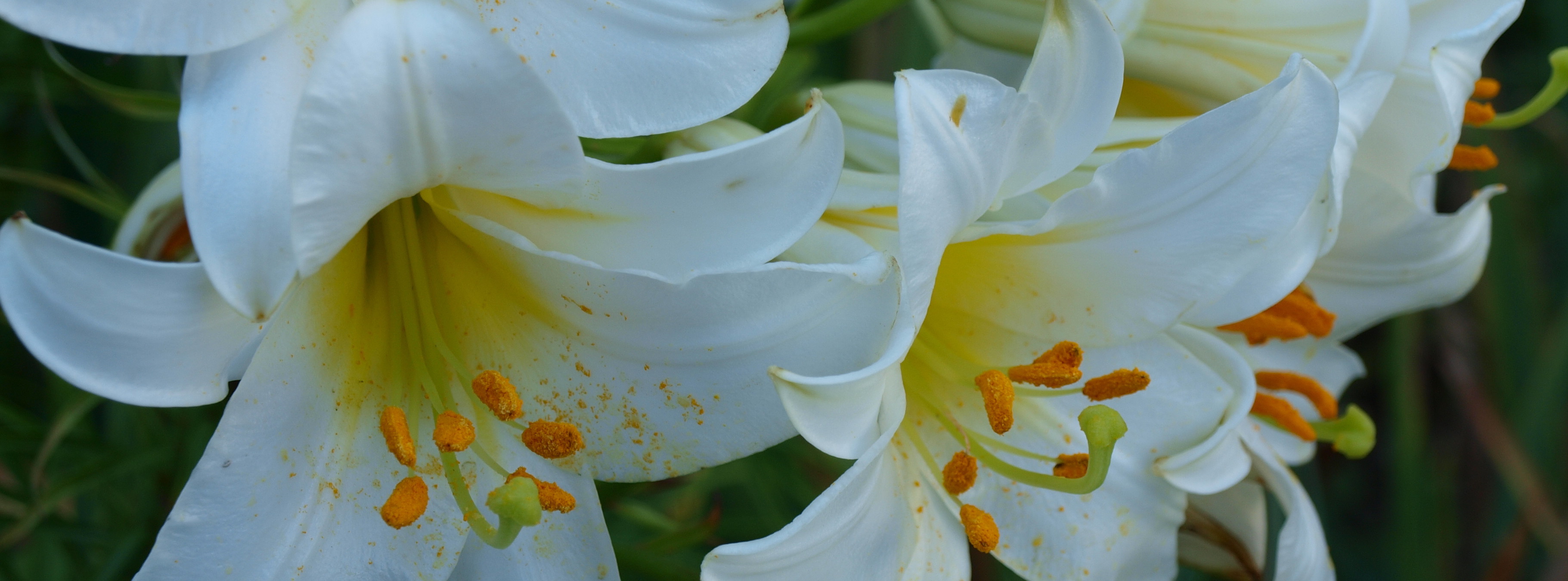 Botanischer Garten, München, Deutschland, von A. Khelil, Mai 2015