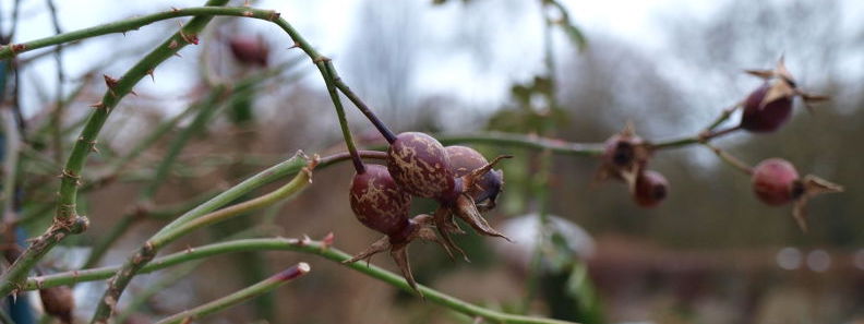 Botanischer Garten, München, Deutschland, Januar 2015 von A. Khelil